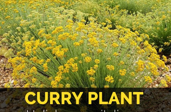 Health Benefits of Curry plant - Health Benefits