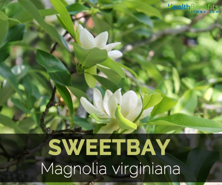 Sweetbay Facts and Health Benefits