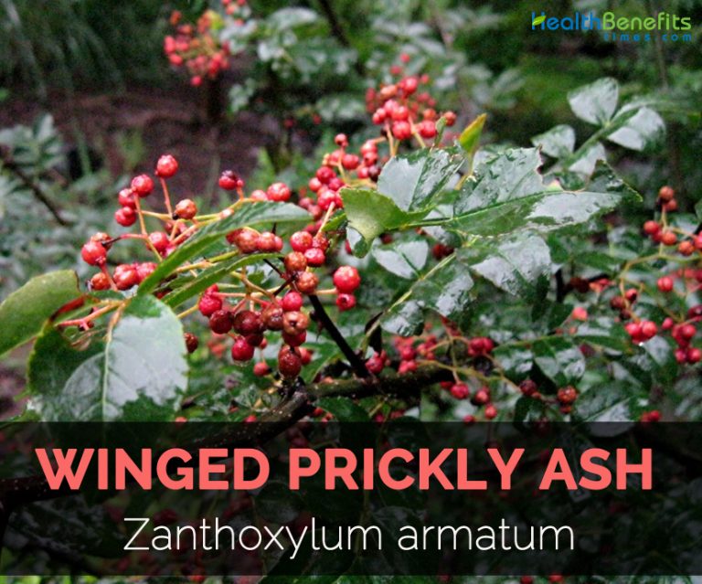 Winged prickly ash Facts and Health Benefits