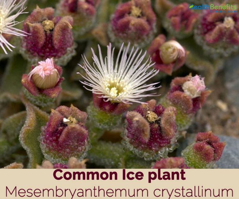 Common Ice plant facts and health benefits