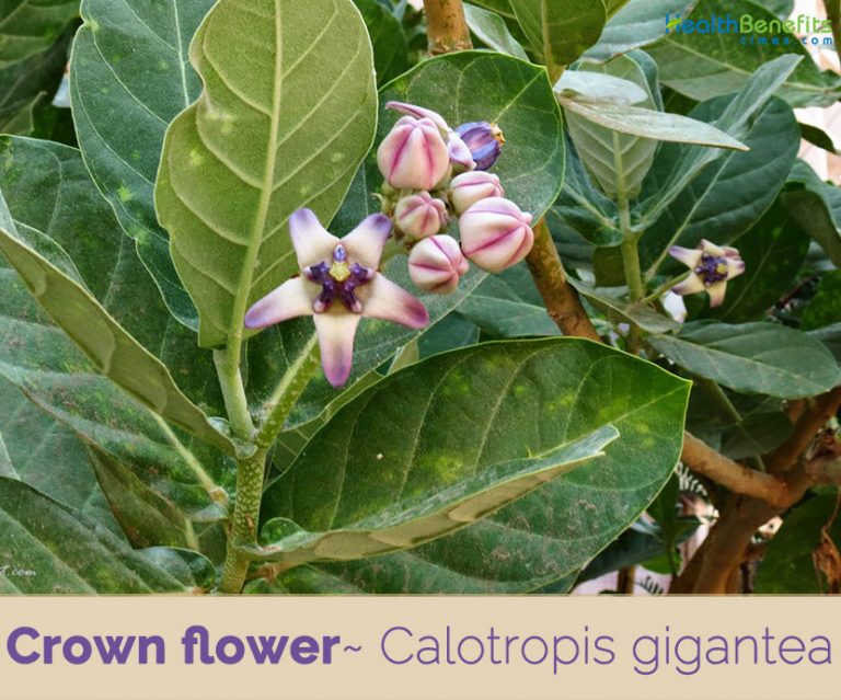 Crown flower facts and health benefits