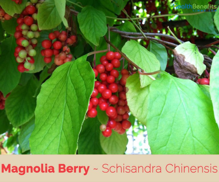 Magnolia Berry facts and health benefits