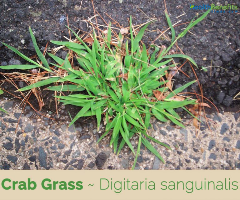 Crab Grass facts and health benefits