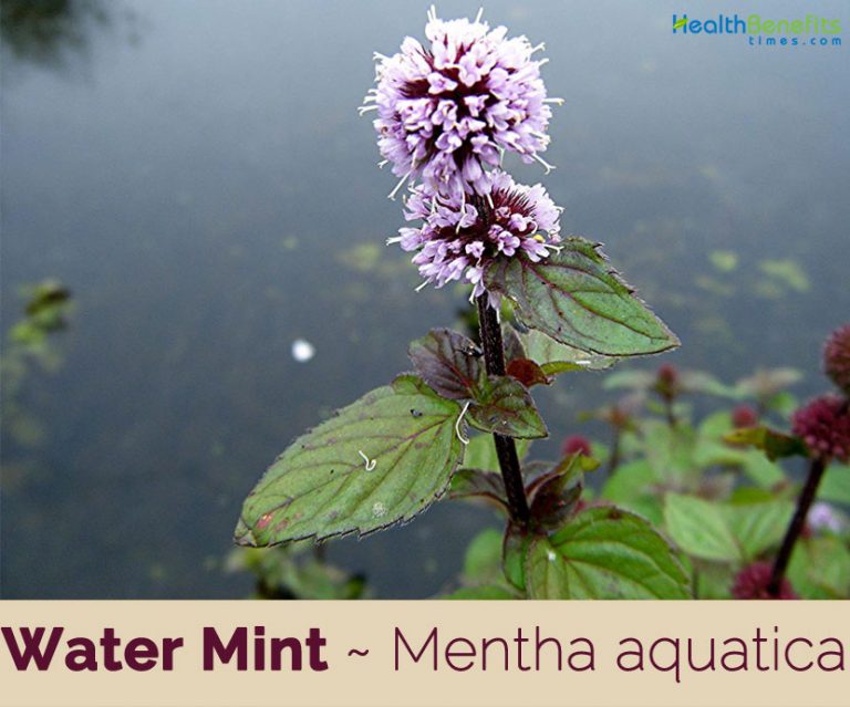 Water Mint facts and health benefits