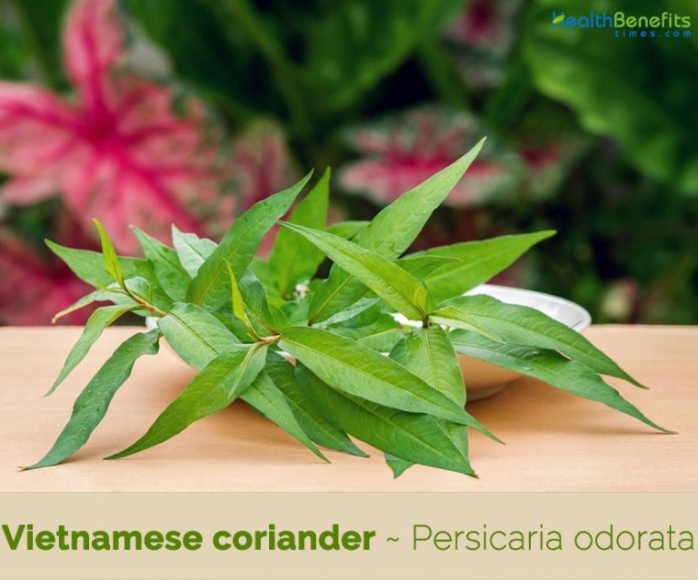Vietnamese coriander facts and health benefits