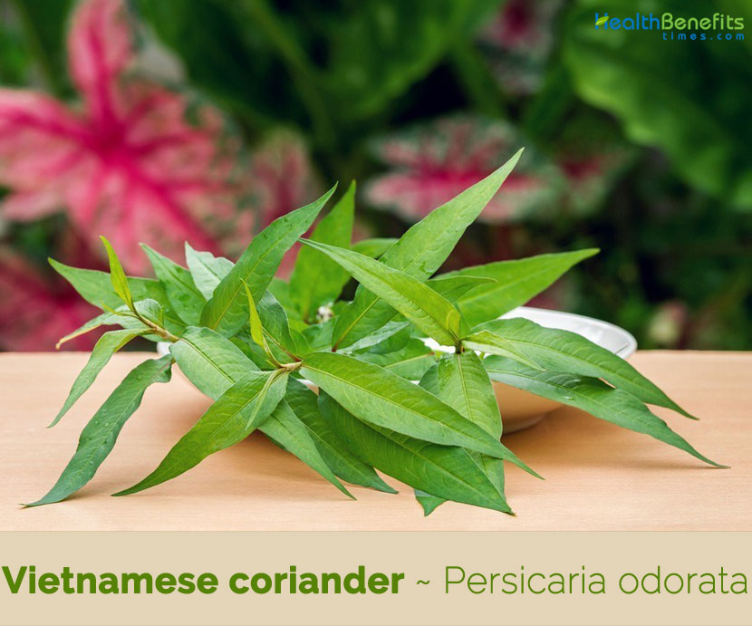 Vietnamese Coriander Facts And Health Benefits