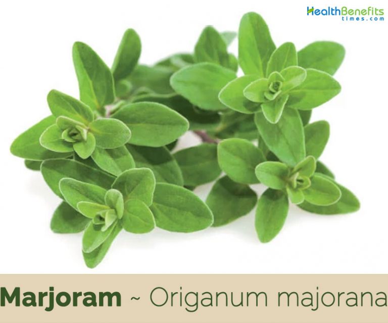 Marjoram facts and health benefits