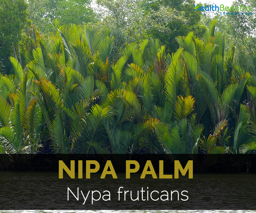 Nipa palm Facts and Health Benefits