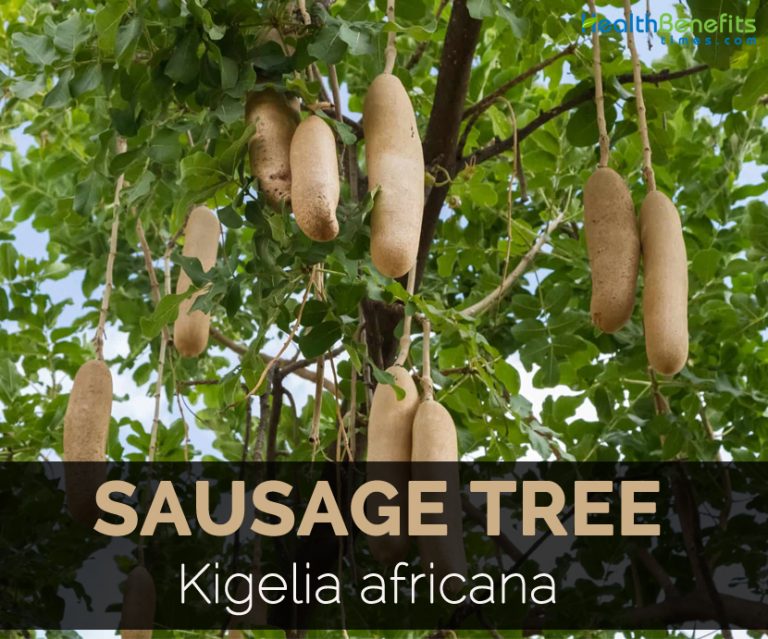 Sausage Tree Facts and Uses