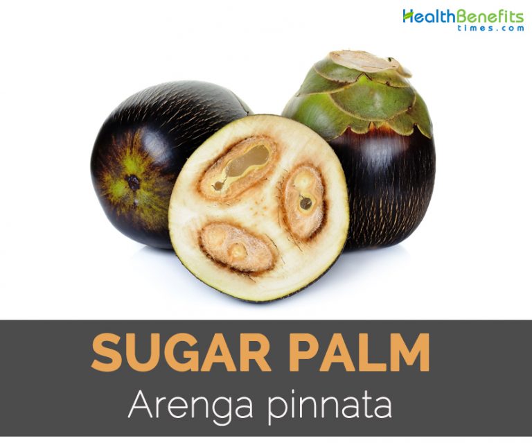 Sugar Palm Facts and Health Benefits