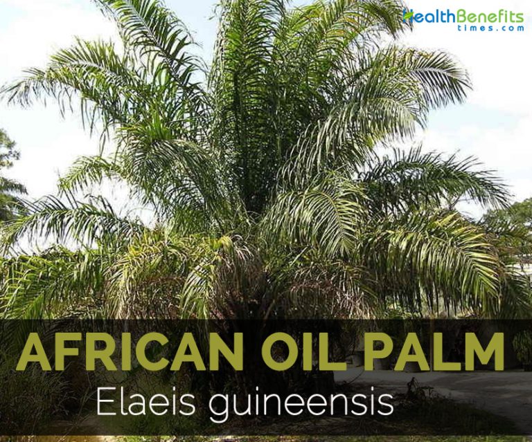 African oil palm Facts and Uses