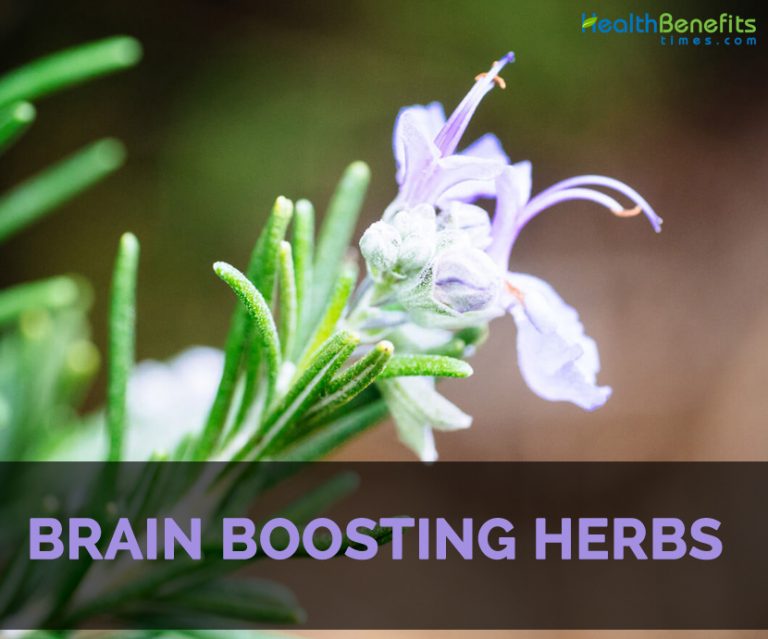 Top 8 Brain Boosting Herbs