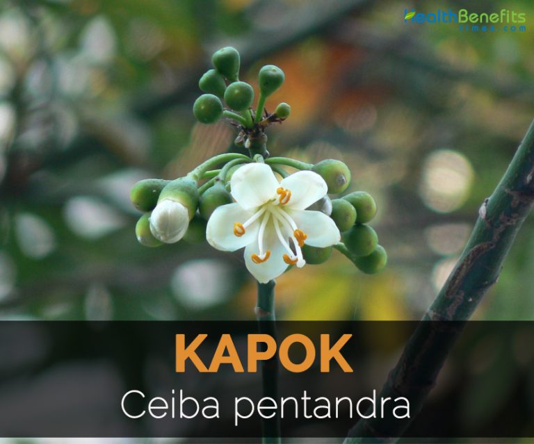 Kapok Facts and Uses