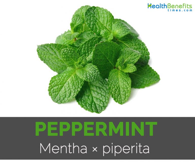 Peppermint Facts and Health Benefits