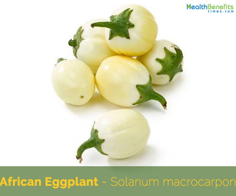 African Eggplant facts and health benefits