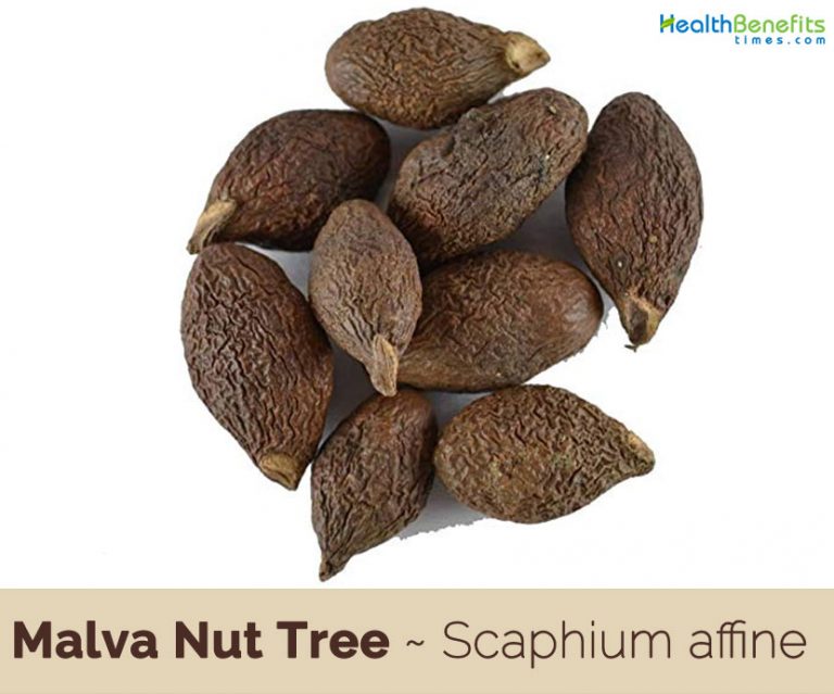 Malva Nut Tree facts and health benefits