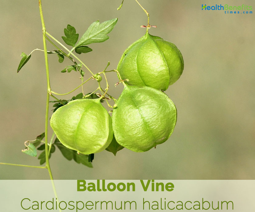 Balloon Vine Facts And Health Benefits