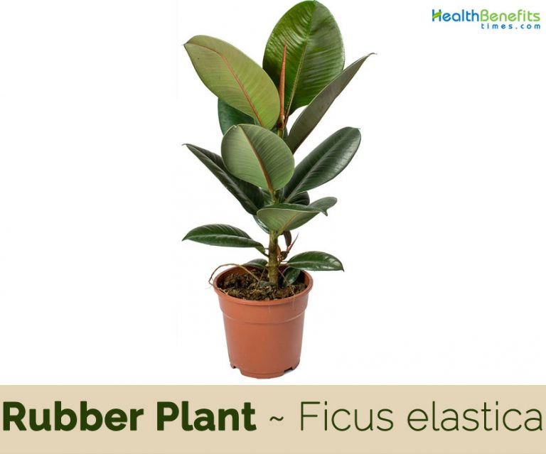 Rubber Plant facts and health benefits