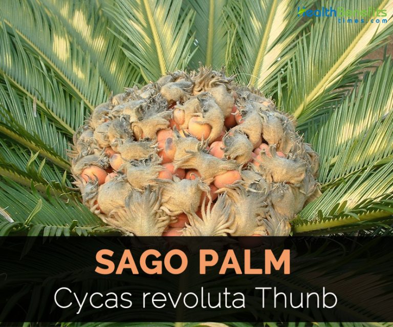 Sago Palm Facts and Health Benefits