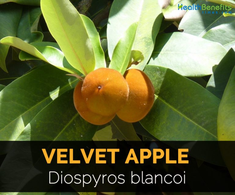 Velvet apple Facts and Health Benefits