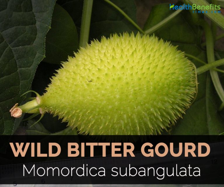Wild Bitter Gourd Facts