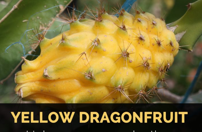 Yellow Dragonfruit Facts Health Benefits,Vols Animal