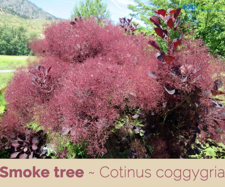 Smoke tree facts and health benefits