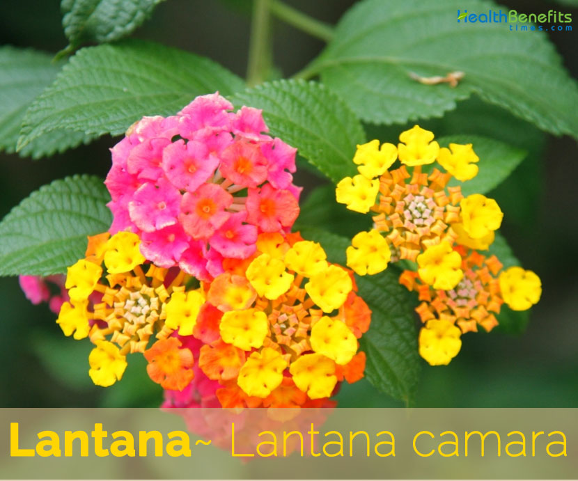 Lantana facts and health benefits
