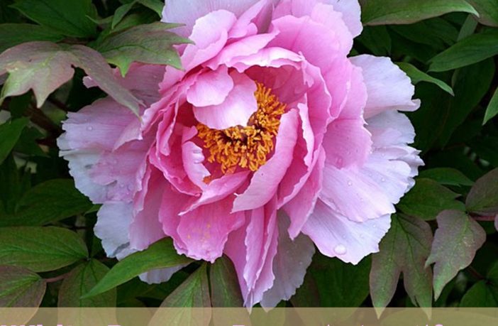 White Peony Facts And Health Benefits