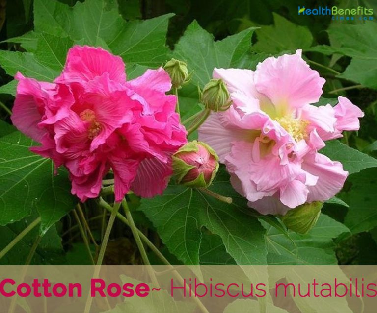 Cotton Rose facts and health benefits