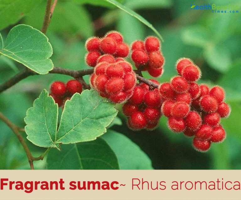 Fragrant sumac facts and health benefits