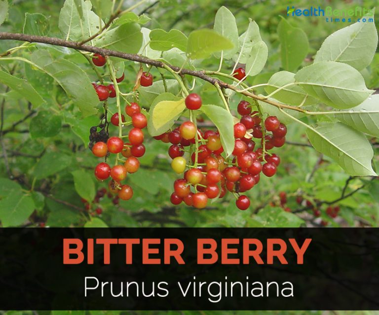 Bitter Berry Facts
