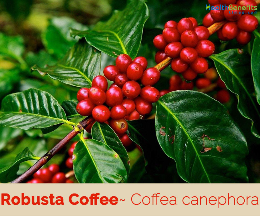 Robusta Coffee facts and health benefits