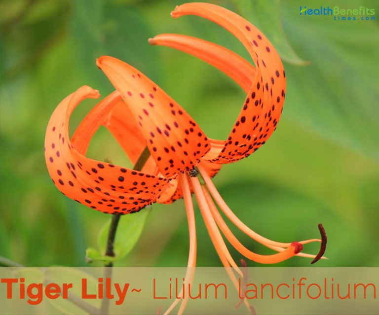 Tiger Lily facts and health benefits