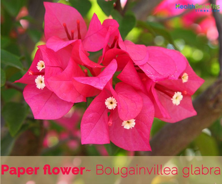 Paper flower facts and health benefits