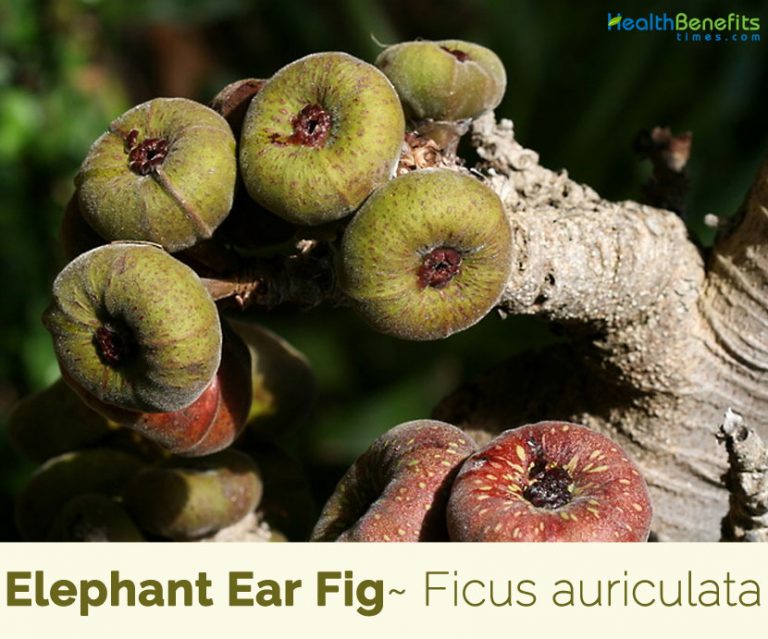 Elephant Ear Fig facts and health benefits