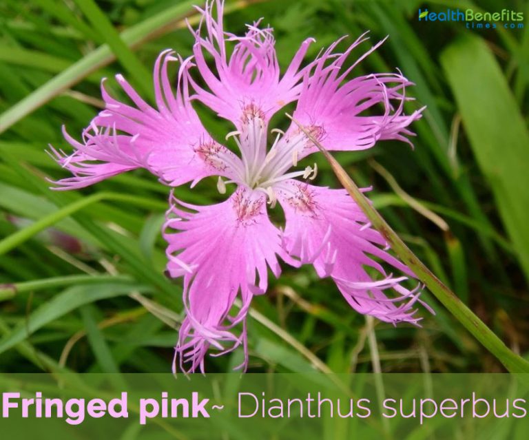 fringed cowboy boots uk