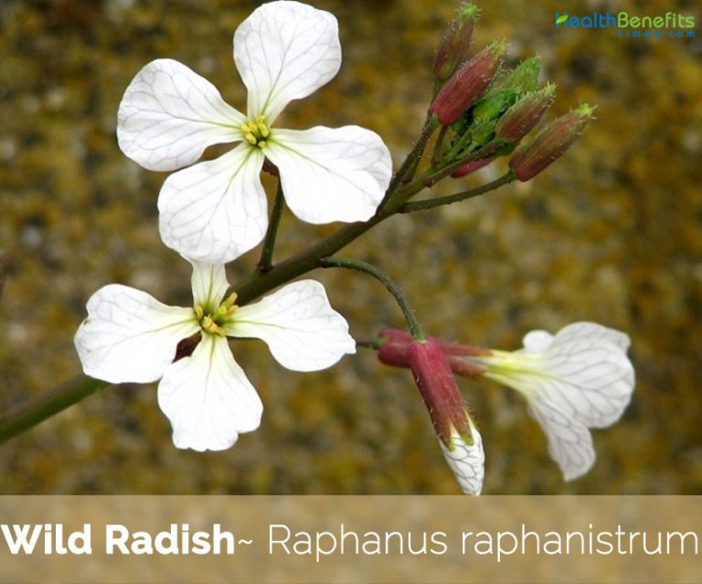 Wild Radish facts and health benefits
