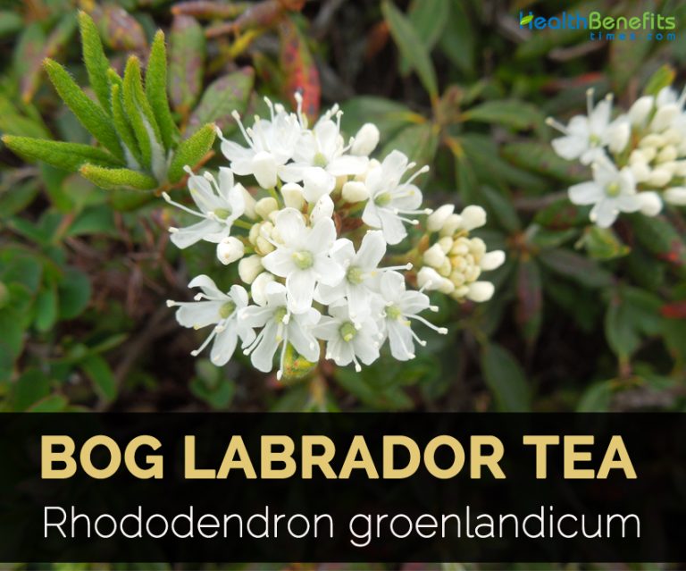 Bog Labrador Tea Facts, Health Benefits