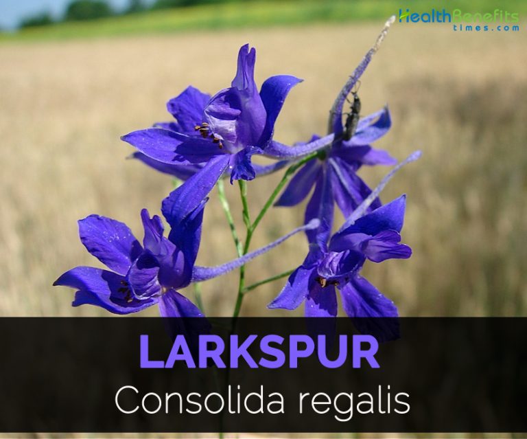 Larkspur Facts, Uses