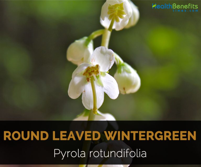 Roundleaved wintergreen Facts