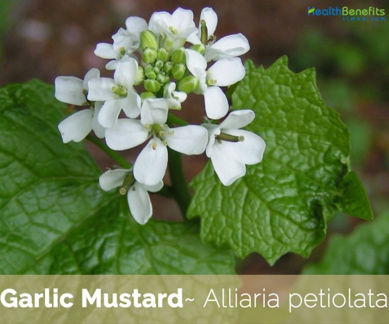 Garlic Mustard facts and health benefits