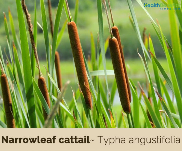 Narrowleaf cattail facts and health benefits