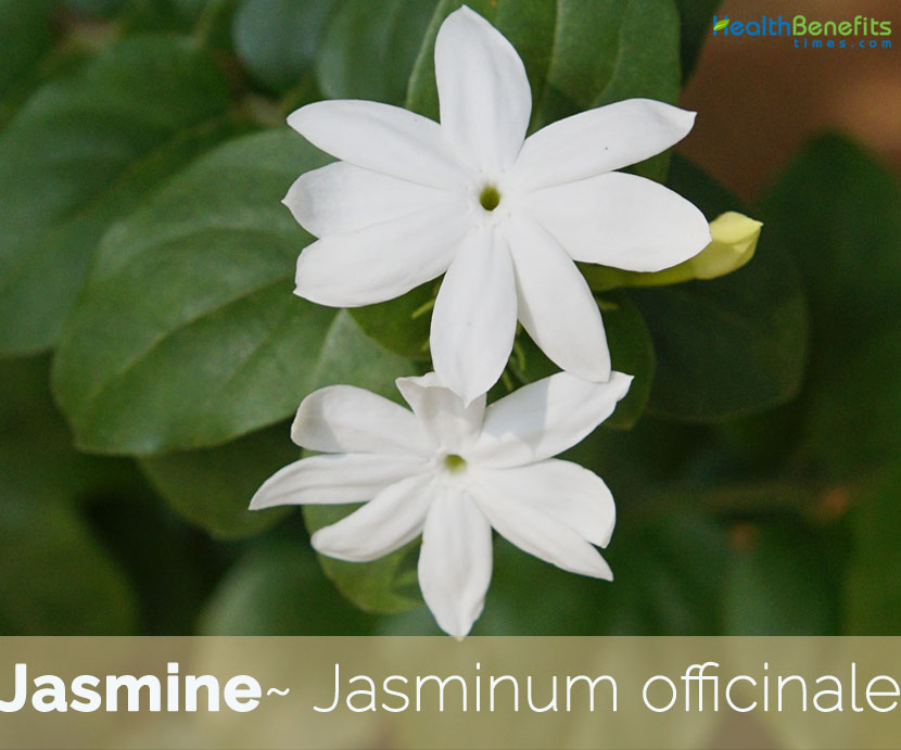 Jasmine Facts And Health Benefits