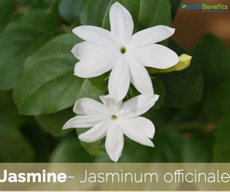 HealthbenefitsofJasmine Health Benefits