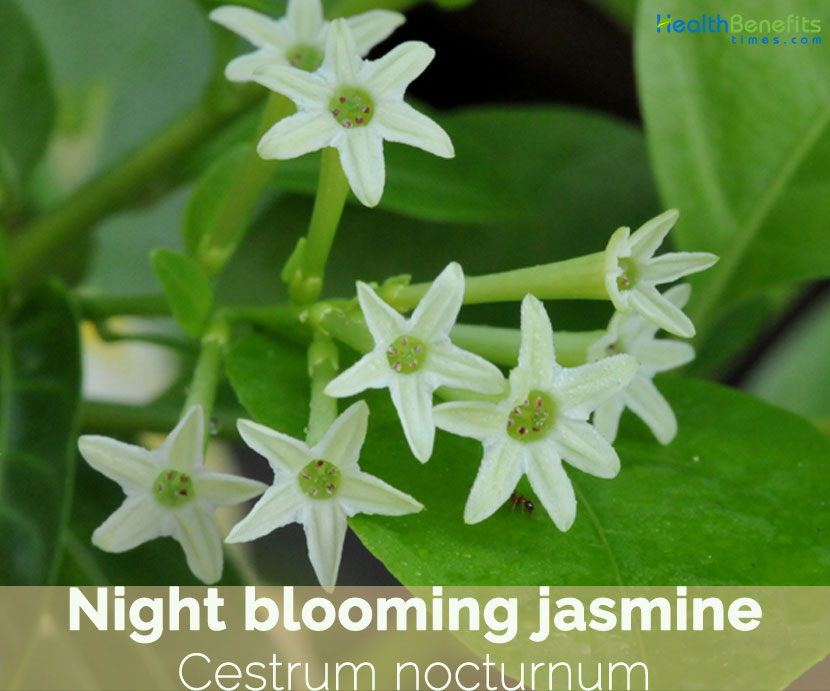 Night blooming jasmine facts and health benefits