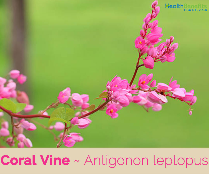 C Vine Facts And Health Benefits