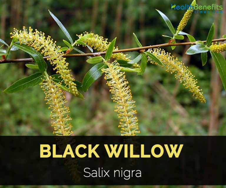 Health Benefits of Black willow