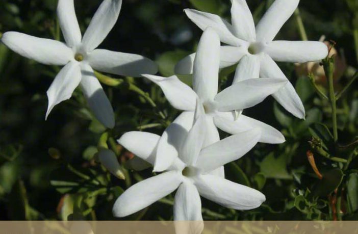 Wild jasmine facts and health benefits