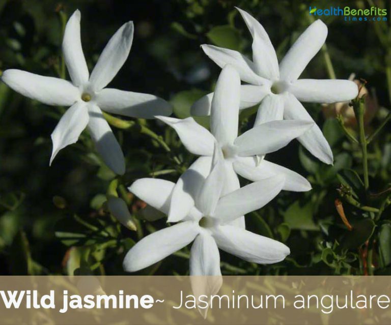 Wild jasmine facts and health benefits